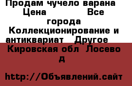 Продам чучело варана › Цена ­ 15 000 - Все города Коллекционирование и антиквариат » Другое   . Кировская обл.,Лосево д.